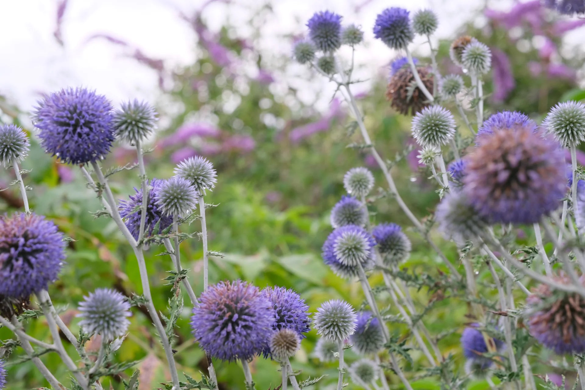 Ritro – Heirloom Echinops Seed